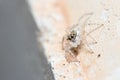 Female Menemerus semilimbatus spider staring from a concrete wall