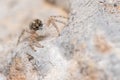 Female Menemerus semilimbatus spider staring from a rock