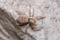 Female Menemerus semilimbatus spider staring from a rock under the sun