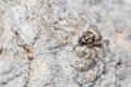 Female Menemerus semilimbatus walking on a rock