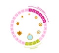 Female menstrual cycle. Circular table with ovulation numbers and egg formation processes diagram.