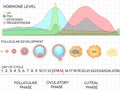 Female menstrual cycle, ovulation process and hormone levels