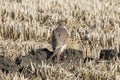 A female Merlin looking for a prey in a winter rice pady. Royalty Free Stock Photo