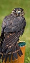 Female Merlin sits on perch Royalty Free Stock Photo