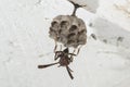 Female Metricus paper wasp building new nest under garage eave