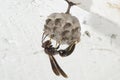 Female Metricus paper wasp building new nest under garage eave