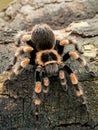 Female Mexican orangeknee tarantula, Brachypelma hamorii, on wood, vertical, cECP 2018