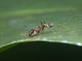 Female mimic ant spider on the leaf