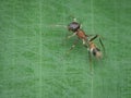 female mimic ant spider on the leaf