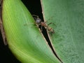 female mimic ant spider on the leaf