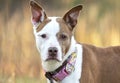 Female mix breed dog with pointy ears and collar outside on leash Royalty Free Stock Photo