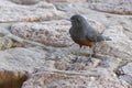 Female Mocking Cliff Chat Thamnolaea cinnamomeiventris perched on a rock