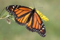 Female Monarch Butterfly danaus plexippus