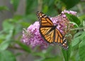 Female Orange and Black Monarch Butterfly on a Cluster of Butterfly Bush Pink Flowers