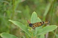 Female Monarch Butterfly laying egg Royalty Free Stock Photo