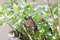 Female Monarch butterfly laying an egg Royalty Free Stock Photo