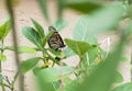 Female Monarch butterfly laying an egg Royalty Free Stock Photo