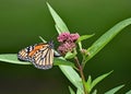 Female Monarch Butterfly laying eggs Royalty Free Stock Photo