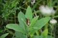 Female Monarch Butterfly laying egg Royalty Free Stock Photo