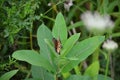 Female Monarch Butterfly laying eggs Royalty Free Stock Photo
