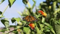 A female monarch butterfly is sunning herself