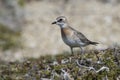 female Mongolian plover standing in the tundra summer Royalty Free Stock Photo