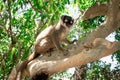 Female Mongoose Lemur Eulemur mongoz climbing in a tree, Madagascar