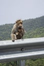 Female monkey holding a baby eating a lollipop