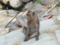 Female Monkey Royalty Free Stock Photo