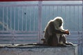 A female monkey snacking on biscuits from a packet with her baby playing on the grille