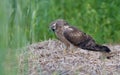 Female Montagus harrier regurgitates Pellet with open mouth