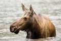 Female Moose Royalty Free Stock Photo