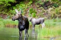 Female Moose Royalty Free Stock Photo