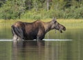 Female Moose Alces alces feeding in Fishercap Lake, Glacier National Park Royalty Free Stock Photo