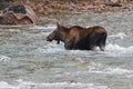 Female moose, alces alces, in Medicine River Royalty Free Stock Photo