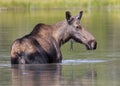 Female Moose Alces alces feeding in Fishercap Lake, Glacier National Park