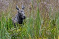 Female Moose in Reed Grass Royalty Free Stock Photo