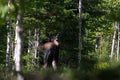 Female moose along the Mont Ernest Laforce trail, Gaspesie NP, Quebec