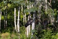 Female moose along the Mont Ernest Laforce trail, Gaspesie NP, Quebec