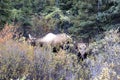 FEMALE MOOSE WITH BABY CALF IN FALL FORREST