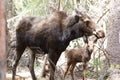 Female Moose and Baby Moose