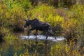 Female Moose in the Conundrum Creek Colorado
