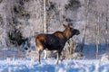 Female moose crossing a snow covered field in sunlight Royalty Free Stock Photo