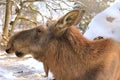 A female moose - Eurasian elk Royalty Free Stock Photo