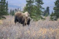 Portrait of a female Moose feeding in Denali National Park. Royalty Free Stock Photo