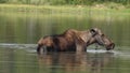 Female moose feeding in Fishercap Lake