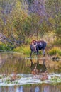 Female Moose Feeding in Pond Royalty Free Stock Photo