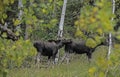 A female Moose following her twin babies out of the woods. Royalty Free Stock Photo