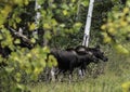 A female Moose following her twin babies out of the woods. Royalty Free Stock Photo