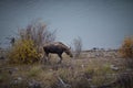 Female moose grazes